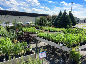 A Sunny Stroll Through The Garden A Basket of Hardy Perennials for the Sun