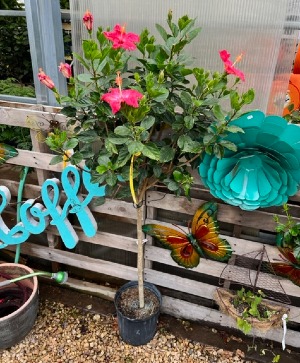 Color Me Tropical Hibiscus Patio Tree