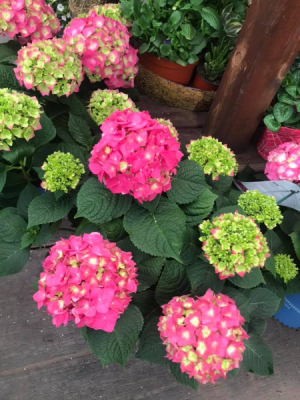 Summer Crush Hydrangea Hydrangea Shrub Decorated