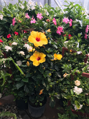 Tropical Patio Plants  Tropical Annuals For Sun